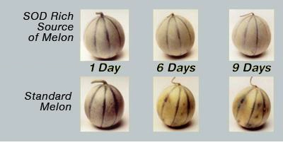 Longevity Antioxidants, melons4 large