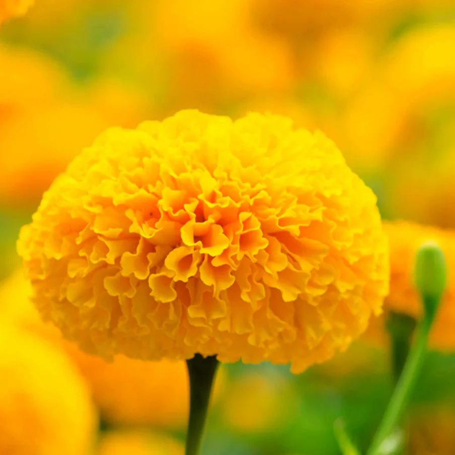 Vision Formula, marigoldflower